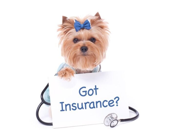 Pet Insurance